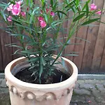 Altstadtapartments Wernigerode