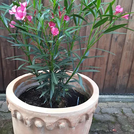 Altstadtapartments Wernigerode