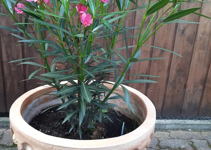 Altstadtapartments Wernigerode